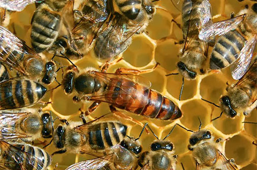 colmena abeja